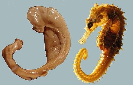 The human hippocampus (left) compared with a seahorse (right). The hippocampus is important for memory. Dietary magnesium intake may affect brain health, including the hippocampus.