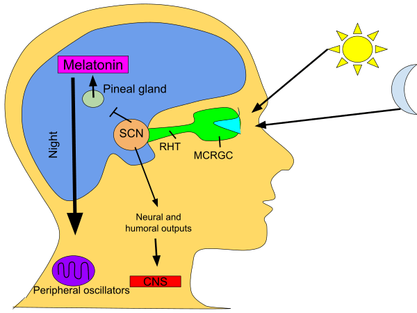 A cartoon of a head, visualized from the side. Melatonin regulates sleep and awakening.