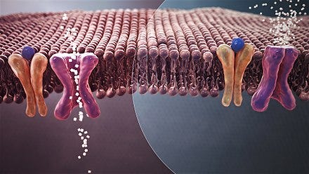 A colored illustration of insulin receptors in a cell membrane. Reduced insulin secretion or weaker effect of insulin on its receptor leads to high glucose content in the blood.
