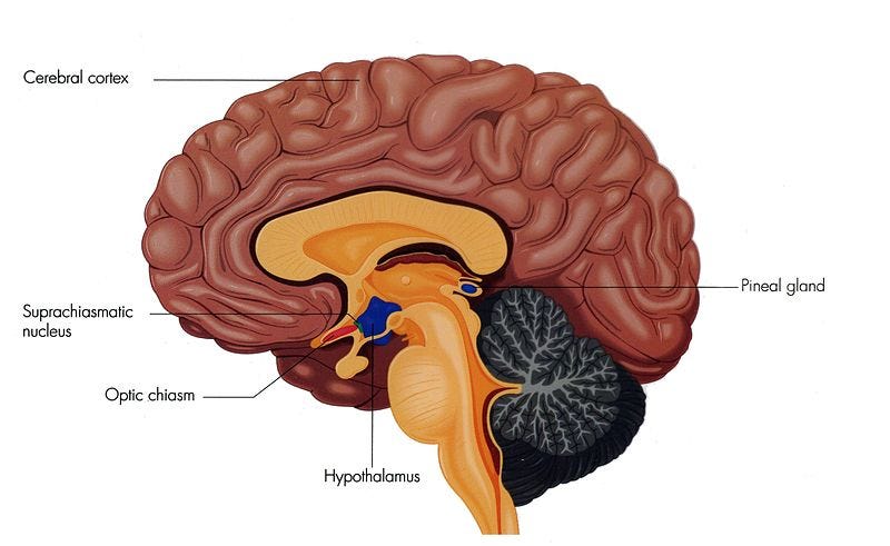 Colored drawing shows a side view of the human brain, the front facing left. The picture illustrates the cerebral cortex, the suprachiasmatic nucleus, the optic chiasm, the hypothalamus and the pineal gland