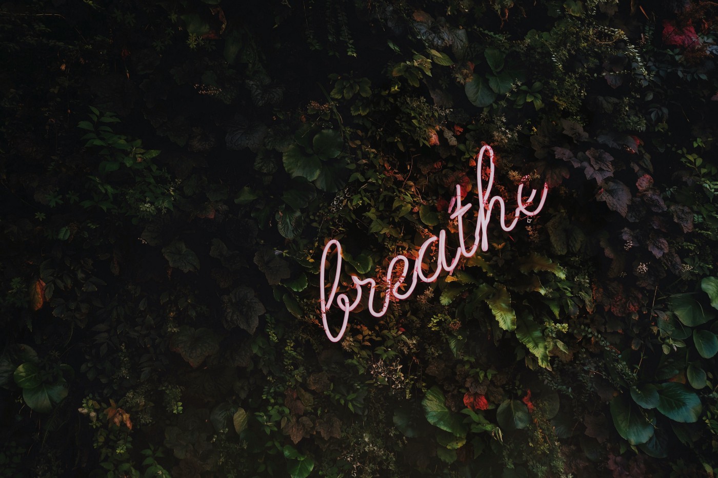 Breath written incursive against a background of ivy leaves.