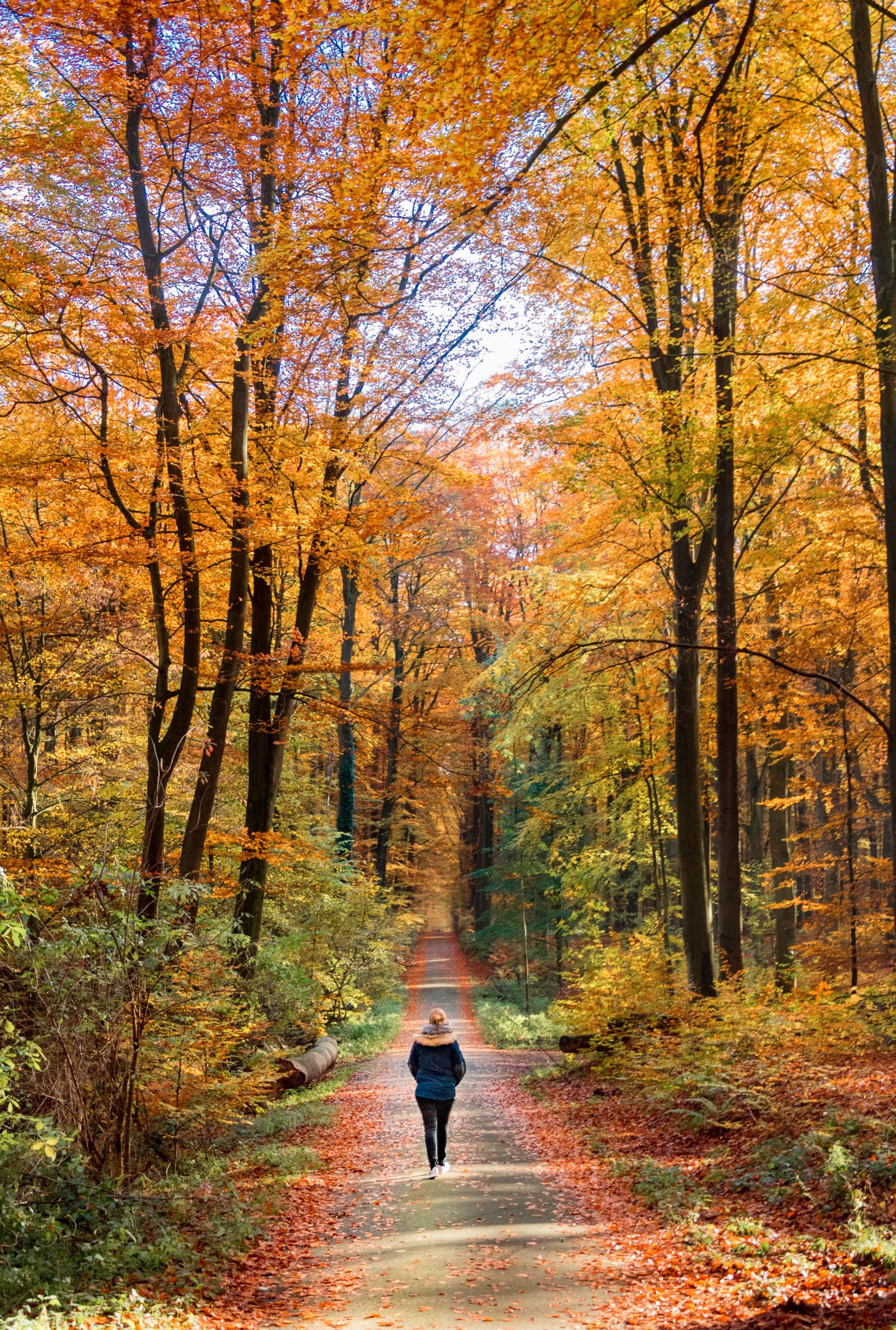 A woman walks away from us in the woods. The leaves are autumn-colored shades of yellow.