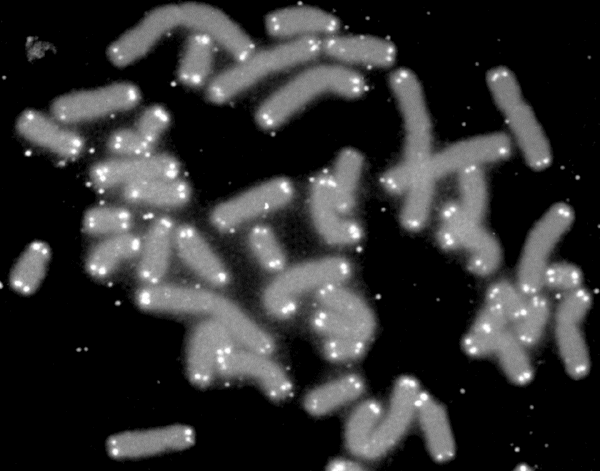 Black and white photomicrograph of DNA, with bright white caps on the end (telomeres).