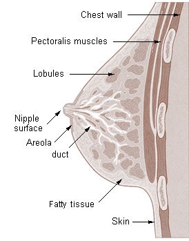 Breast anatomy illustration, showing the breast ducts leading to the nipple, and the lobules on the ducts’ far ends. The breast is seen from the side, nipple to the left, and the chest wall and ribs to the right.
