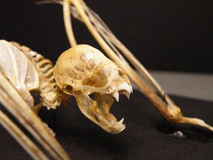 Photograph of the skeleton of a common vampire bat. The fangs are obvious in the upper and lower mouth.