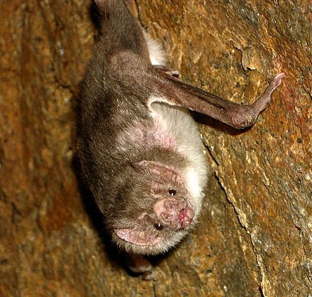 A common vampire bat, hanging upside down on a stone wall.
