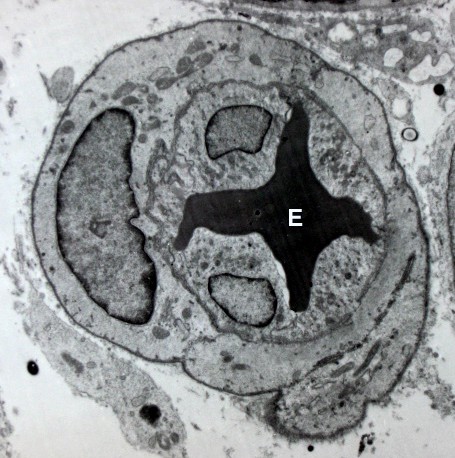 Endothelial cells encircle a red blood cell (E), forming the innermost layer of the vessel. Black and white image, with the blood vessel seen in cross-section.