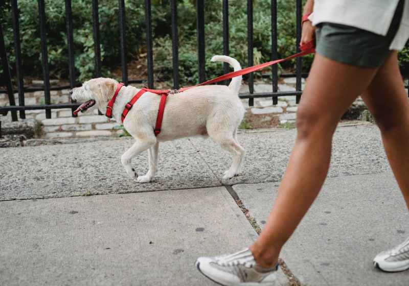 crop ethnic woman walking dog