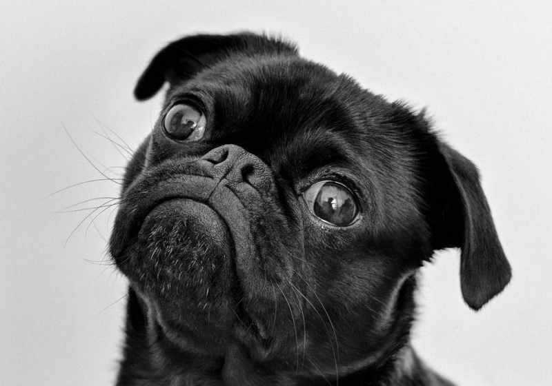 adult black pug