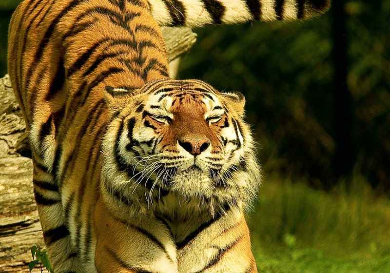 animal animal photography big big cat