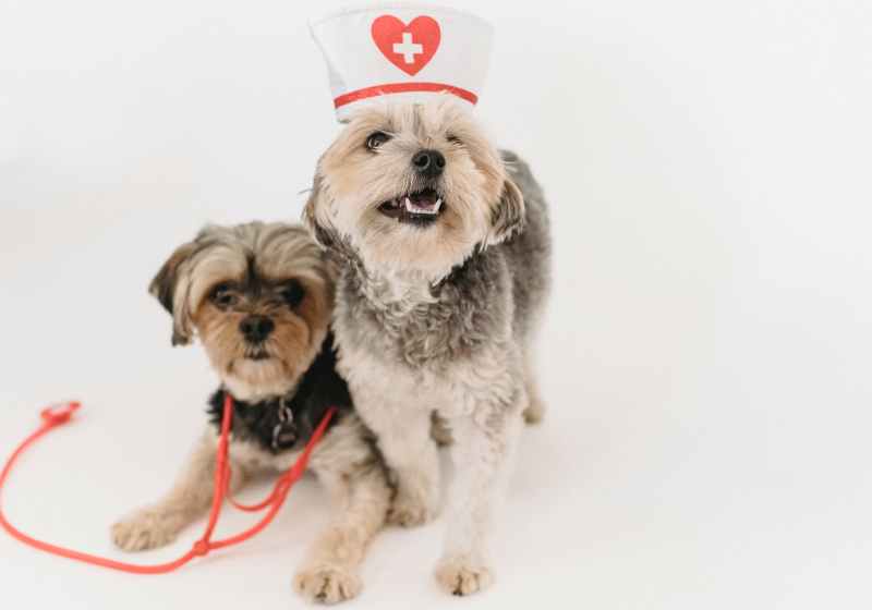 cute healthy yorkshire terrier with nurse cap and stethoscope