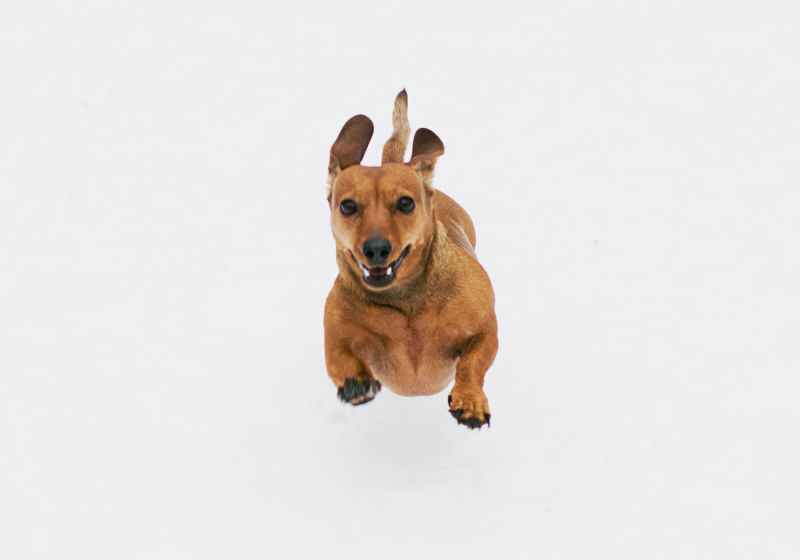 brown short coated dog on white background