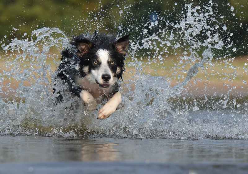 black white long coated dog dashing trough body of water