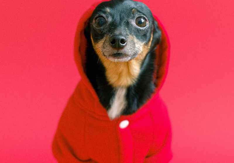 chihuahua wearing red coat costume