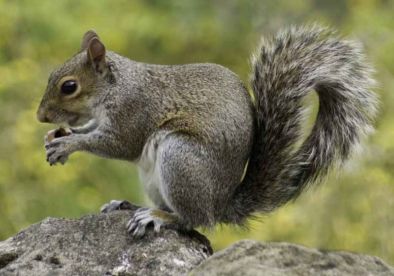 nature animal cute fur
