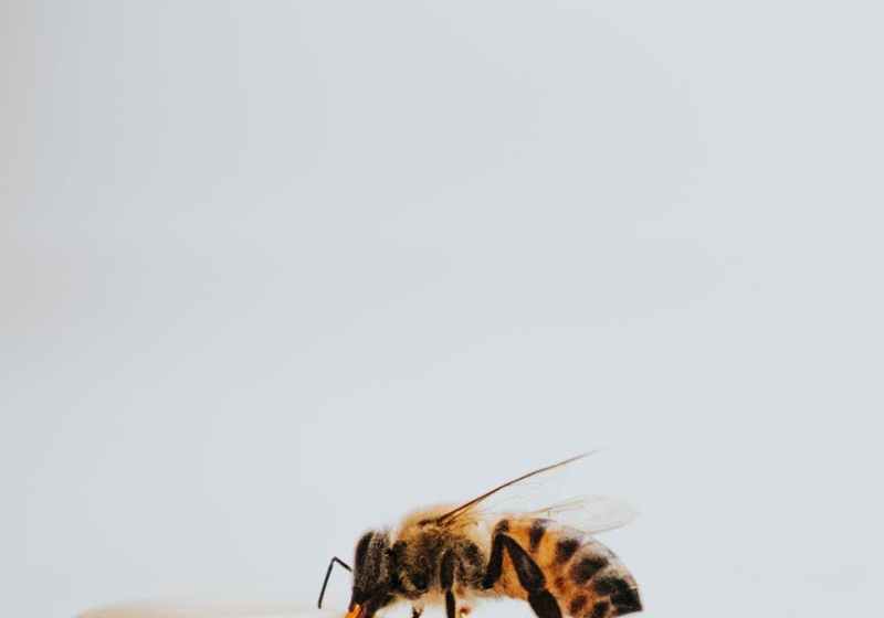 black and yellow bee on white surface