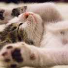 kitten lying on surface