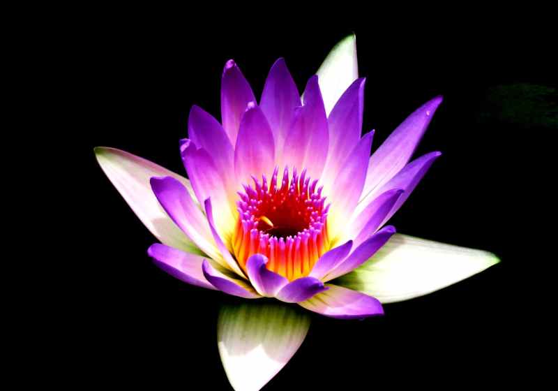 purple and white petaled flower