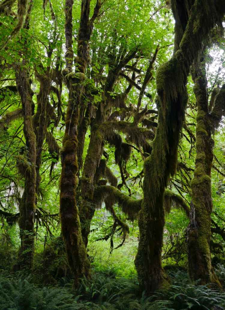wood landscape trees moss