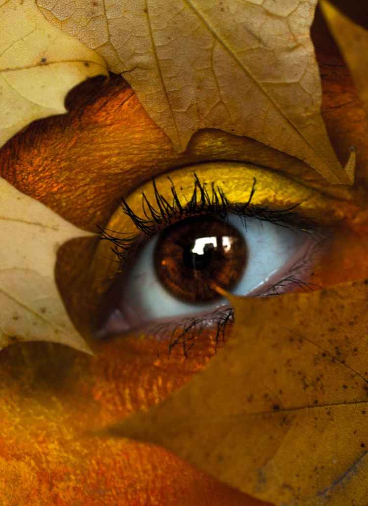brown maple leaf with person s eye