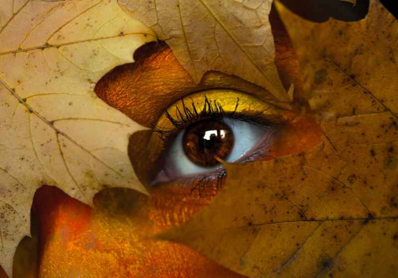 brown maple leaf with person s eye