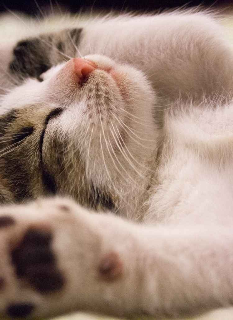 kitten lying on surface