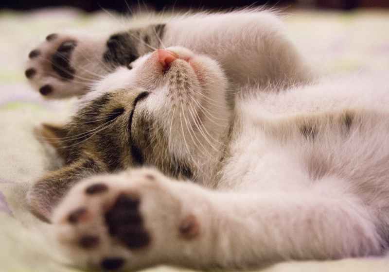 kitten lying on surface