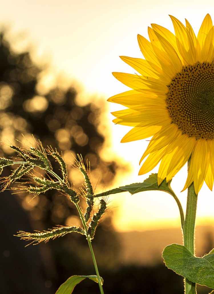 sunflower during sunset