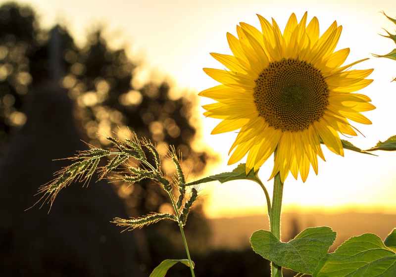 sunflower during sunset