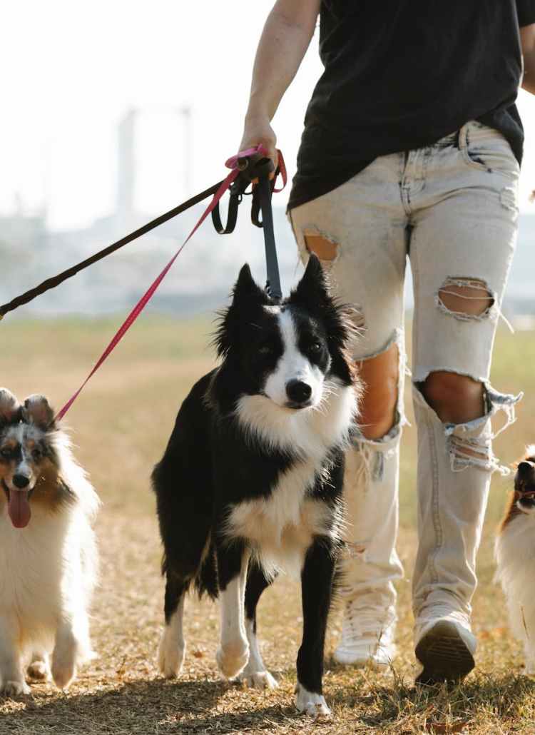unrecognizable woman walking dogs on leashes in countryside