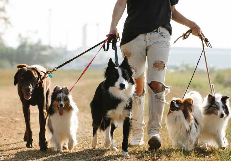 unrecognizable woman walking dogs on leashes in countryside
