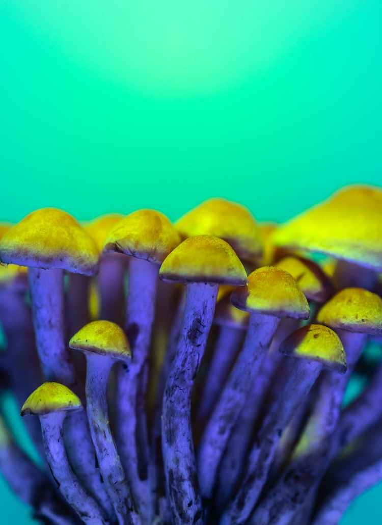 yellow mushrooms in green background