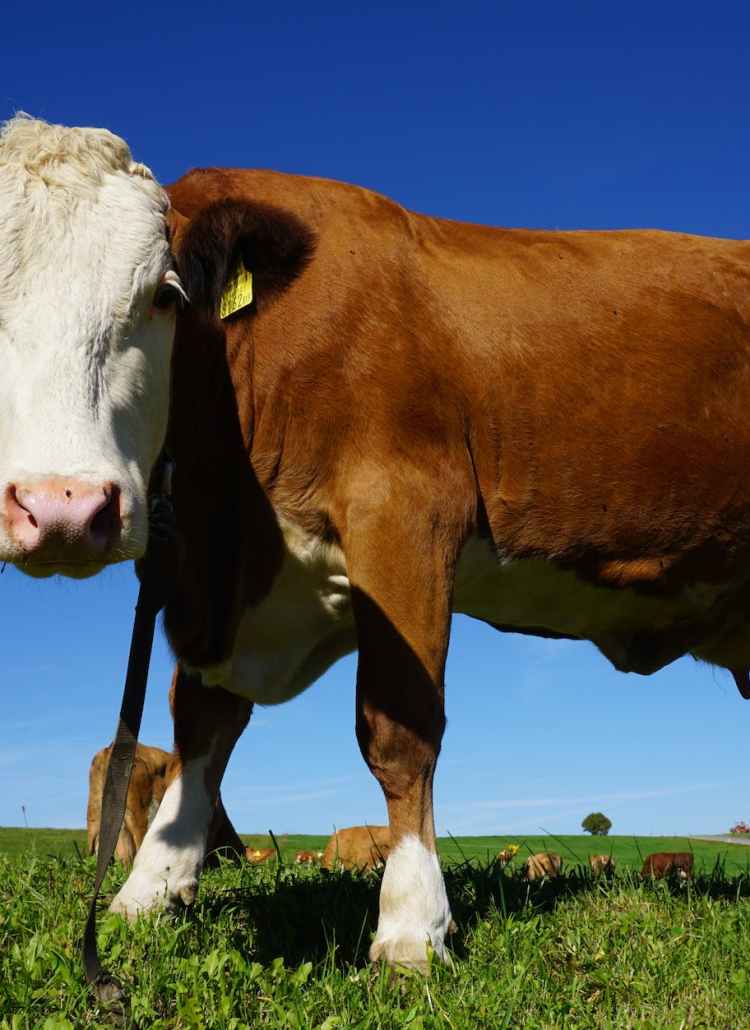 portrait of cow standing in pasture