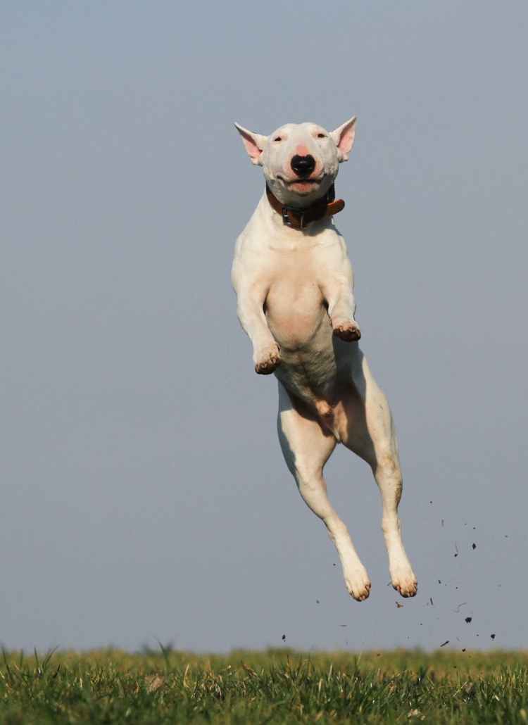 white dog terrier jumping near grass field during daytime