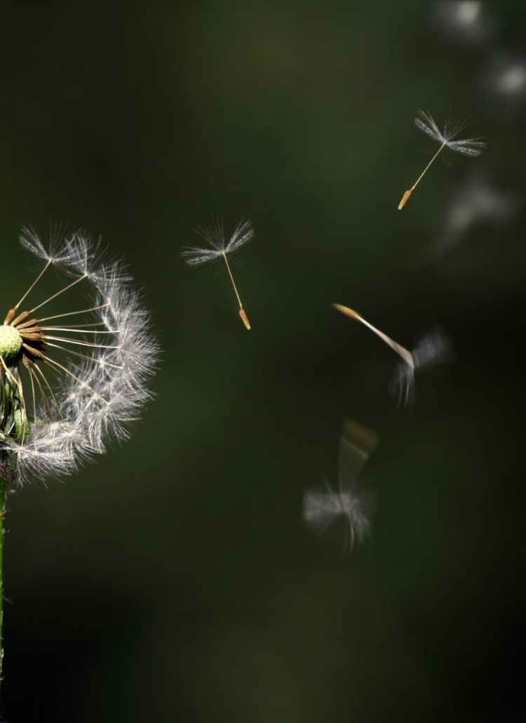 blossom blur close up dandelion