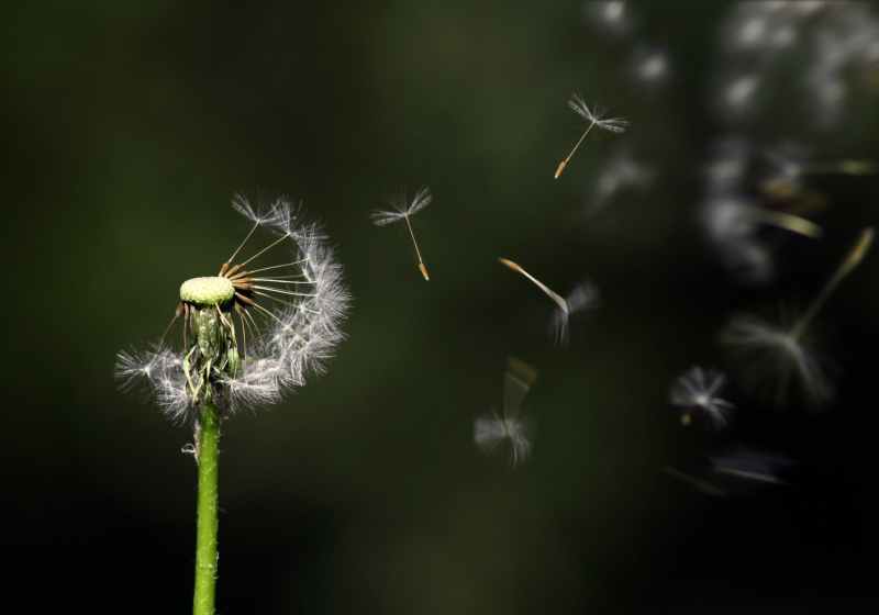 blossom blur close up dandelion