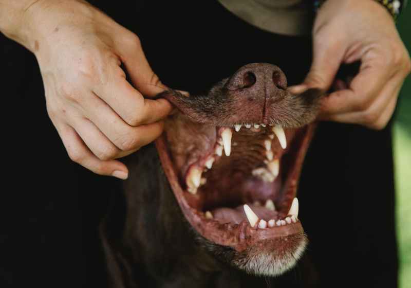 crop owner showing teeth of purebred dog outdoors