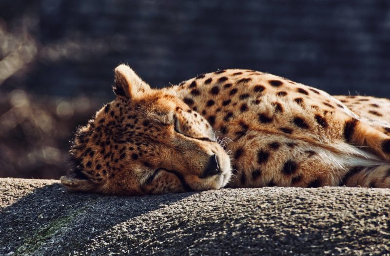 cheetah lying on gray concrete floor