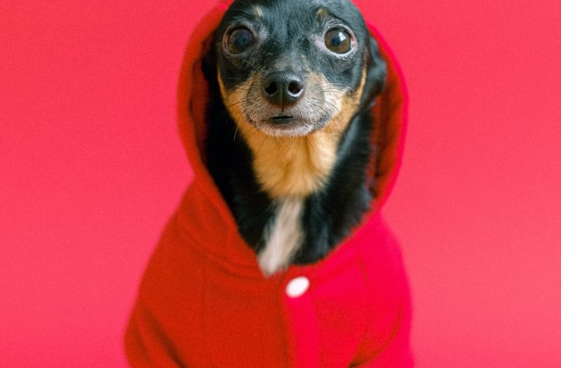 chihuahua wearing red coat costume